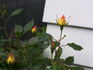 Laura Alexander rose photo