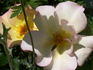 Laura Alexander rose photo
