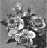 Triomphe de Rennes rose photo