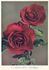 F. J. Harrison rose photo