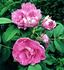 Appoline Clocheau rose photo