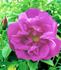 Arthur Farwell rose photo