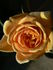 Mother Lode ™ rose photo