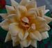 Mother Lode ™ rose photo