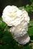 Marshmallow Fluff ™ rose photo
