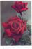 J.C. Thornton rose photo