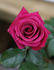 Camden rose photo