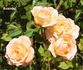 Avandel rose photo