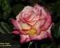 Hippy rose photo