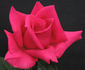 Canadian Northlight rose photo