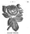 Madame Welche rose photo