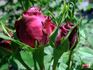 Earl of Dufferin rose photo