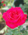 Blake Hedrick rose photo