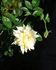 Sunshine Sally rose photo