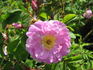 Betty Bugnet rose photo