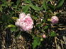 Mossman rose photo