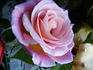 Brooks Red rose photo