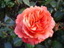 Cecily Gibson rose photo