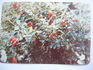 Ross Rambler rose photo
