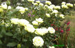 Twin rose photo