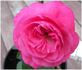 Motsan rose photo
