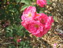 Pink Masquerade rose photo