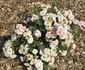 AN 1131 B rose photo