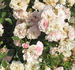 AN 1131 B rose photo