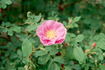 Athabasca rose photo