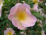 Madeline's Choice rose photo