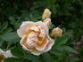 Dr. F.L. Skinner rose photo