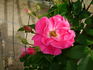 Pink Masquerade rose photo