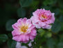 Georgette rose photo