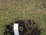 Waldfee rose photo