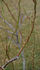 Ovid rose photo
