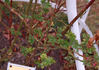 Regierungsrat Rottenberger rose photo