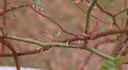 Regierungsrat Rottenberger rose photo