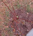 Perle vom Wienerwald rose photo