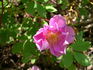 Athabasca rose photo