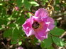 Athabasca rose photo