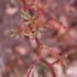 Perle vom Wienerwald rose photo