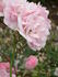 AN 1131 B rose photo
