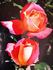 Lady Mavis Pilkington rose photo