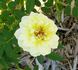 Golden Mozart rose photo