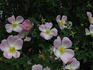 Ross Rambler 6 rose photo