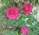 Saint Mary ™ rose photo