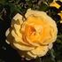 Gideux rose photo