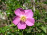 Playtime rose photo