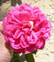 ALBXGEI rose photo