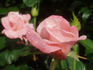 Mary McKillop rose photo